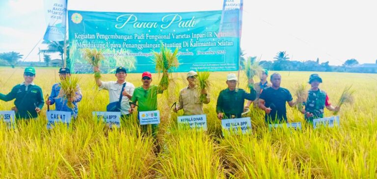 Panen Raya Padi Di Desa Manurung Kecamatan Kusan Tengah Koranbanjar NET