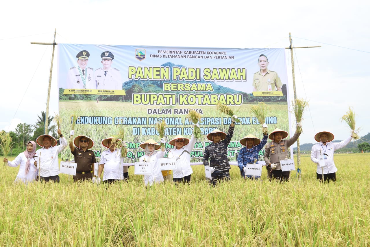 Bupati Sayed Jafar Panen Raya Padi Sawah Di Desa Salino Koranbanjar NET