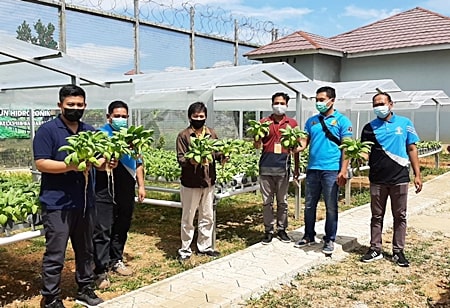 Panen Sawi di Lapas Kelas II B Banjarbaru. (foto: humas)
