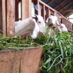 Harga Kambing