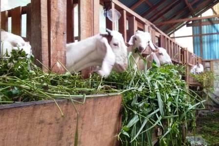 Harga Kambing