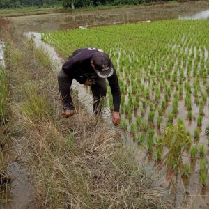 Petani di Kalsel Harap Bantuan Pemerintah