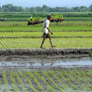 DPRD Kotabaru Dukung Program Pemerintah terkait Tanam Padi