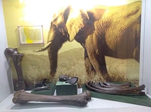Tulang Gajah koleksi di Museum Kalsel. (foto: koranbanjar.net)