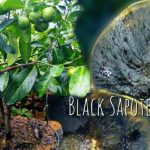 Tanaman Buah Black Sapote