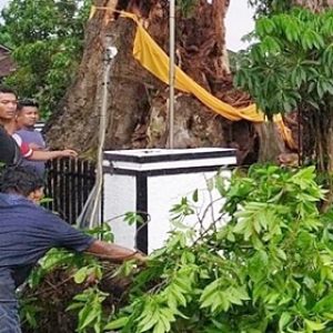 Pohon Besar Tumbang di Boyolali, 1 Orang Tewas Tertimpa