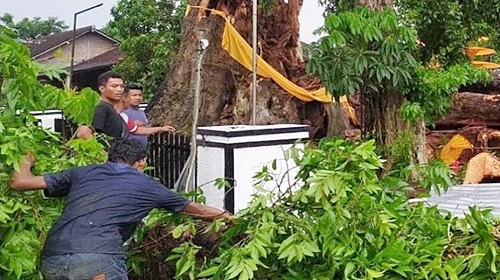 Pohon tumbang di Dukuh Malangan, Desa Dukuh, Kecamatan Banyudono, roboh, Minggu (20/6/2021) dan menimpa rumah serta mobil. Satu orang meninggal dunia dalam kejadian itu.(Istimewa)