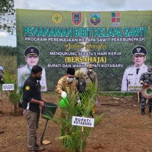 Peremajaan Kelapa Sawit di Kotabaru, Ganti yang Sudah Tua hingga Bibit Unggul