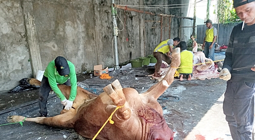Proses penyembelihan sapi kurban di hari Raya Idul Adha 1442 di apartemen Kejati Kalsel. Selasa (20/7/2021/foto: leon)