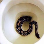 ILUSTRASI - Ular di toilet.