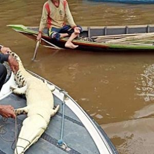 Buaya Sepanjang 2 Meter Tersangkut Jala Nelayan di Aluh-Aluh