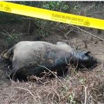 Seekor gajah Sumatera ditemukan mati di Gampong Seumanah Jaya, Kecamatan Ranto Peureulak, Kabupaten Aceh Timur, Provinsi Aceh, Kamis 21 November 2019. (Foto: Courtesy/BKSDA Aceh)