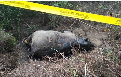 Seekor gajah Sumatera ditemukan mati di Gampong Seumanah Jaya, Kecamatan Ranto Peureulak, Kabupaten Aceh Timur, Provinsi Aceh, Kamis 21 November 2019. (Foto: Courtesy/BKSDA Aceh)