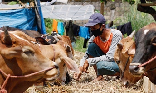 Ilustrasi Hewan Kurban berupa sapi (Sumber Foto: nasional.kompas.com)