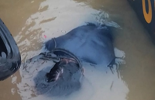 ABK yang telah ditemukan sudah meninggal, mengapung di Sungai Barito. (foto: ist)