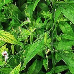 Thailand Berikan Ramuan Herbal Sambiloto Untuk Pasien Covid-19 Gejala Ringan