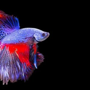 7 Jenis Ikan Cupang Termahal di Dunia, Ada yang Dibanderol sampai Dua Digit