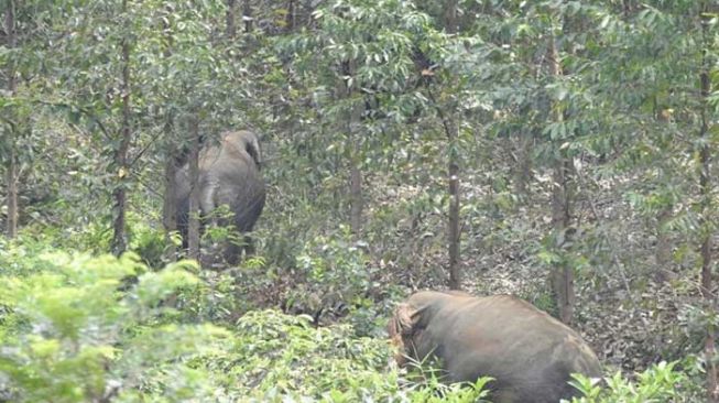 Ilustrasi gajah liar rusak kebun sawit milik warga di Desa Teratak Rendah, Kecamatan Logas Tanah Darat, Kabupaten Kuantan Singingi (Kuansing). [Ist/Dok Riauonline]