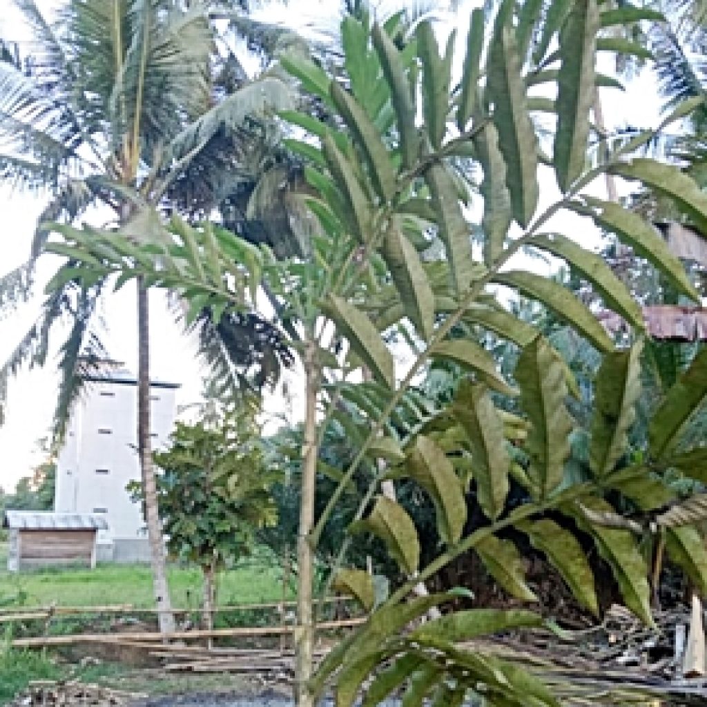Cegah Virus COVID-19, Daun Sungkai Kini Diburu Masyarakat