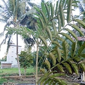 Cegah Virus COVID-19, Daun Sungkai Kini Diburu Masyarakat