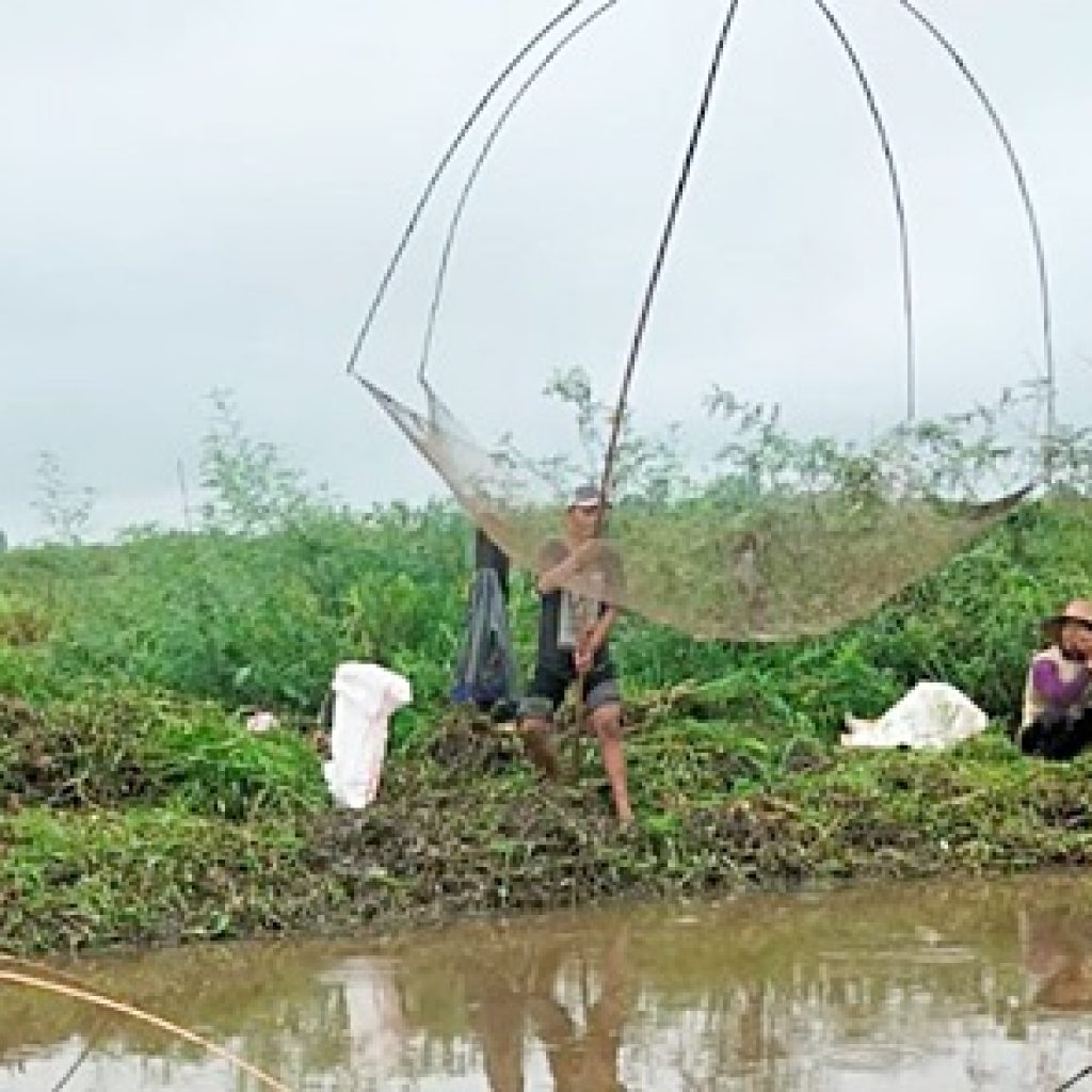 Tradisi Mencari Ikan Dengan Hancau di Barabai, Hasilnya Begini