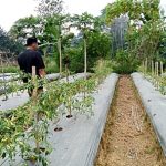 Kebun cabe yang dikelola Irawan di Barabai, Kabupaten Hulu Sungai Tengah. (foto: Ramli)