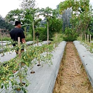 Problematika Petani Cabe Barabai di Musim Panas, Harga pun Tak Menentu