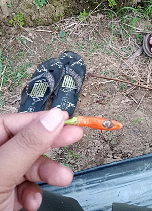Lombok hasil pertanian di Barabai, Kabupaten HST. 