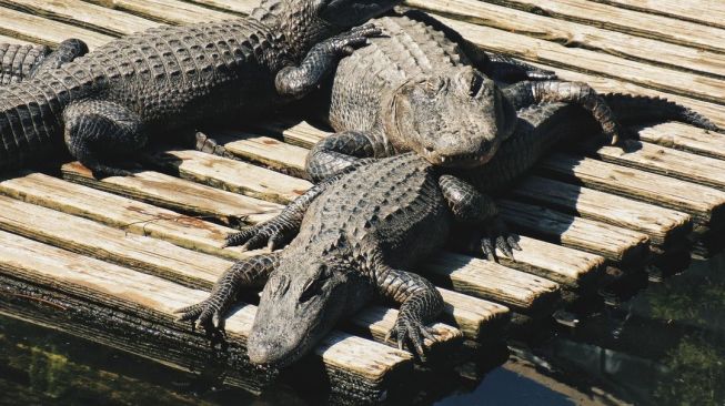 Ilustrasi Buaya. (Unsplash/Alexis Montero)