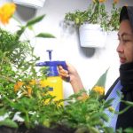 Warga menyemprotkan tanaman hias di kawasan Menteng, Jakarta, Sabtu (3/10). [Suara.com/Oke Atmaja]