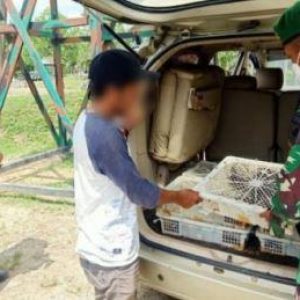 Anggota TNI Perbatasan Malaysia Gagalkan Penyelundupan Ratusan Burung Kacer