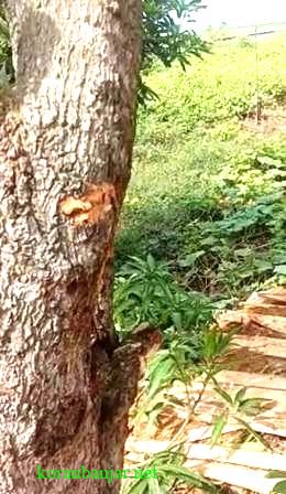 Bercak darah terlihat pada sebatang pohon di sekitar lokasi kejadian temuan mayat di Amuntai, Kabupaten HSU. (foto: ramli)