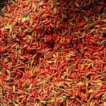 Harga cabe tiung masih murah di Kota Barabai, Kabupaten HST. (foto: ramli)