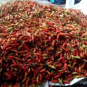 Harga Cabe Terjun Bebas hingga di Level Rp5.000 per Kilogram