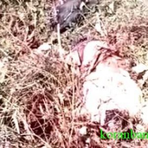 Penemuan Mayat di Kalsel, Diduga Korban Lakalantas Terperosok di Semak-semak