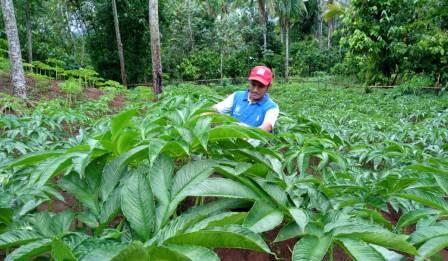 14 Petani Porang Batola Terima Pinjaman Modal Usaha Rp50 Juta Per ...