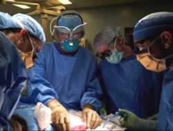 Tim Dokter AS Ujicoba Transplantasi Ginjal Babi ke Manusia, Begini Hasilnya