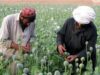 Petani Afghanistan bekerja di ladang opium di distrik Grishk di Provinsi Helmand. (Foto: REUTERS/Abdul Quddus)