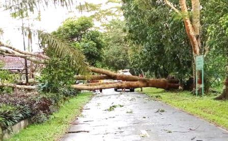 Pohon tumbang akibat diterjang puting beliung di Desa Sungai Rasau, Kecamatan Cerbon Batola. (foto: faqih)