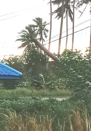 Pohon tumbang menimpa kabel listrik. (foto: leon)