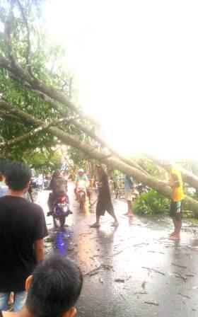 Pohon tumbang. 
