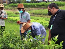 Petani Milenial di Kalsel Ikuti Sertifikasi Pemagangan Kementan, Begini Kesannya