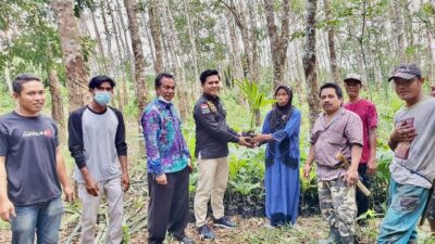Legislator Balangan Dorong Peningkatan Budidaya Pinang