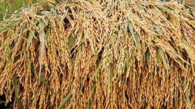 Musim Tanam, Bantuan Benih Padi Dianggap Petani Masih Kurang