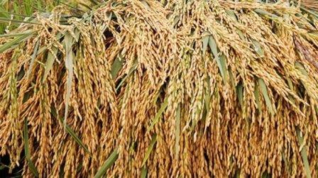 Ilustrasi padi. Masuk Musim Tanam, Bantuan Benih Padi dari Pemerintah ke Petani Dianggap Masih Kurang.(dok : Istimewa)