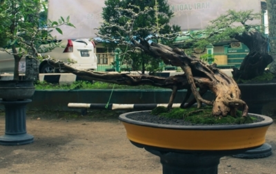 Jenis pohon Sisir, nama latin Cudraina.C, usia 3 tahun. (foto : arif)