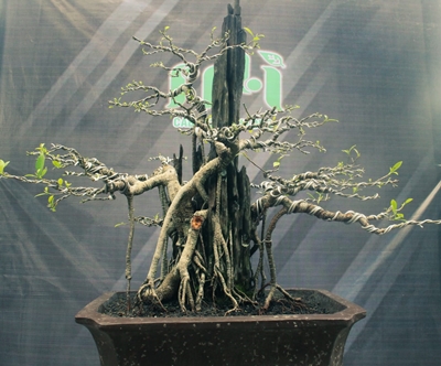 Jenis pohon Kimeng, nama latin Ficus Microcharpha, usia 16 tahun. (foto : arif)