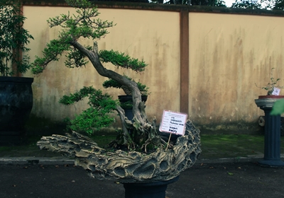 Jenis pohon Cendrawasih, nama latin Phylantus Neruri, usia 9 tahun. (foto : arif)