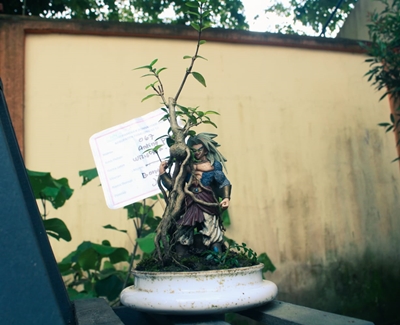 Jenis pohon Anting Putri, usia Wrigthia Religiosa, usia 1 tahun. (foto : arif)