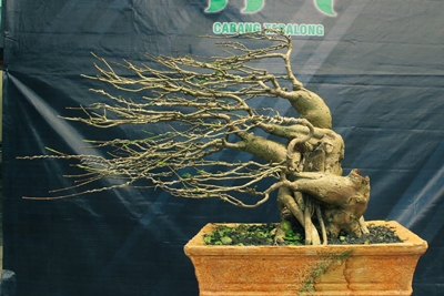 Jenis pohon Wacary, nama latin Premna, usia 4 tahun. (foto : arif)